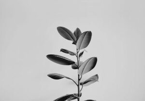 মুক্তিযুদ্ধে মধ্যনগর feature 6.jpg